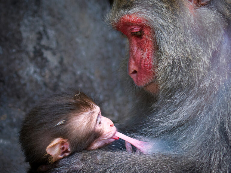 Chen Potse - Monkey-Feed-Child